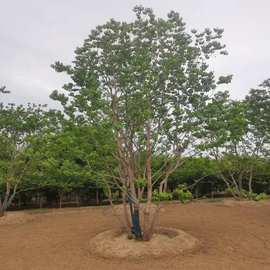 烏桕樹苗在園林綠化工程中的應用與價值