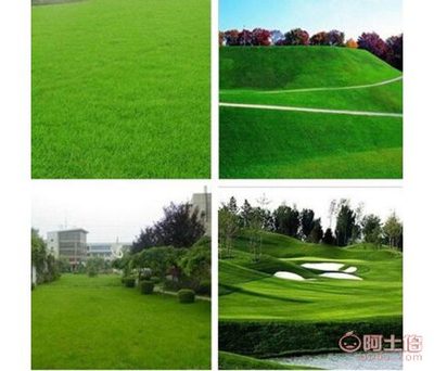 高羊茅種子 綠化工程中的全能選擇