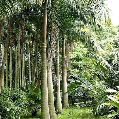 大王椰子苗 棕櫚科園林綠化工程中的優選綠植