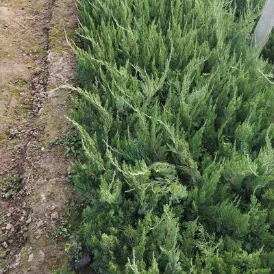 龍柏與龍爪柏 綠化苗木的批發價格及園林應用解析