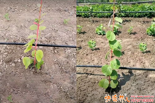 果樹生根劑的選擇與應(yīng)用策略 園林綠化工程的實(shí)用指南