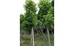 廣西園林綠化工程 施工流程與可靠企業(yè)推薦